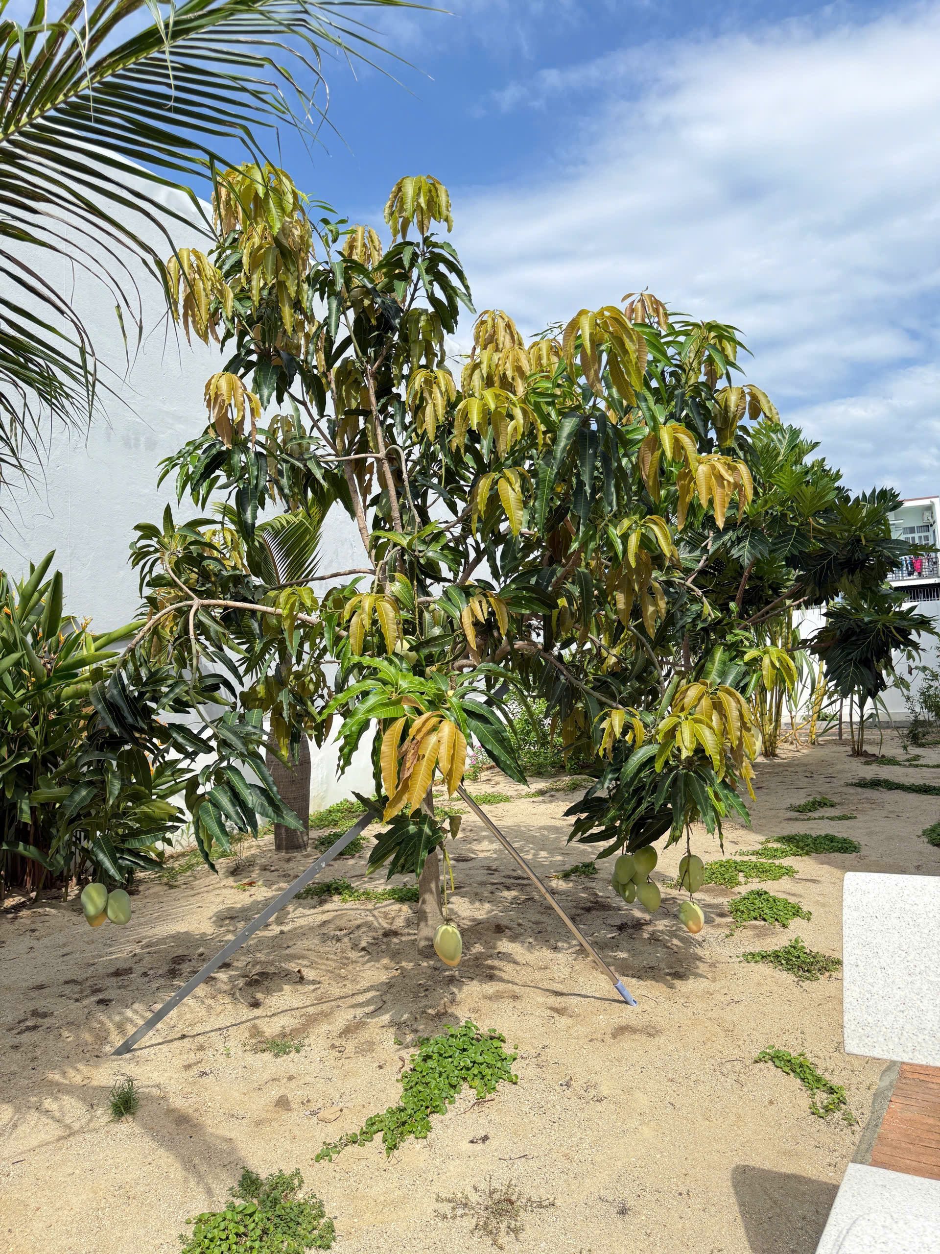 BEAUTIFUL MINI VILLA WITH GARDEN FOR RENT NEAR NHA TRANG CITY CENTER